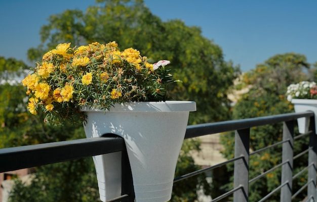 Balcon fleuri avec de grands bacs à plantes alignés le long de la rambarde