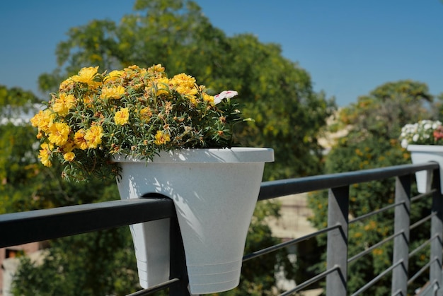 Balcon fleuri avec de grands bacs à plantes alignés le long de la rambarde
